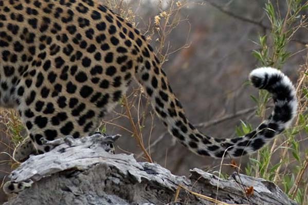 A closeup of an African leopard's tail as it stands on a dead tree trunk.