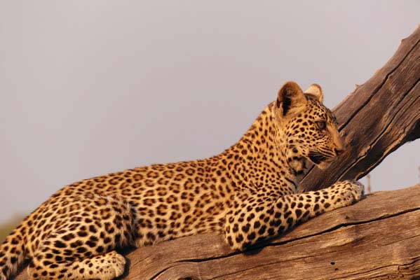 An African leopard lounging on a tree trunk.