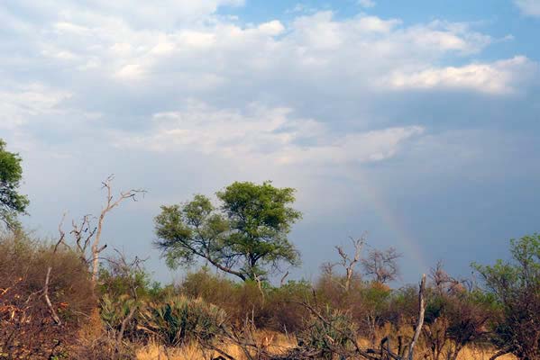 A landscape of Tubu Tree Camp with gray and blue clouds on the horizon.