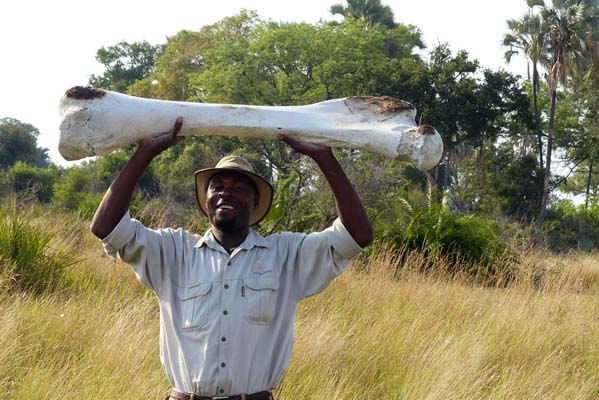 An African man with a large elephant bone carried over his head.