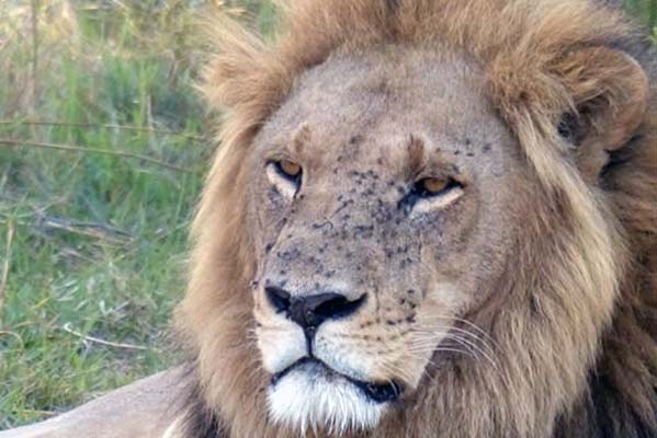 Close up of a large lion.