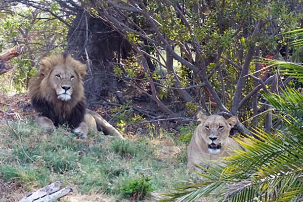 A lion and lioness laying on the grass with thickets around them.