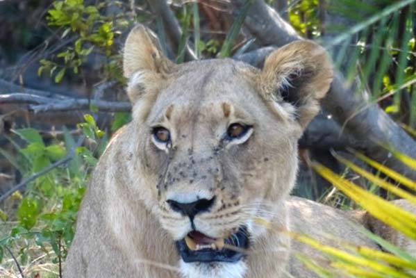 Closeup of a lioness.