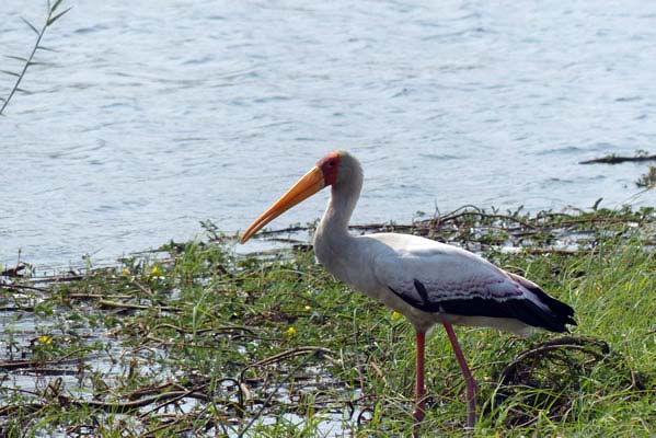 A yellow-billed stork standing in the grassy marsh.