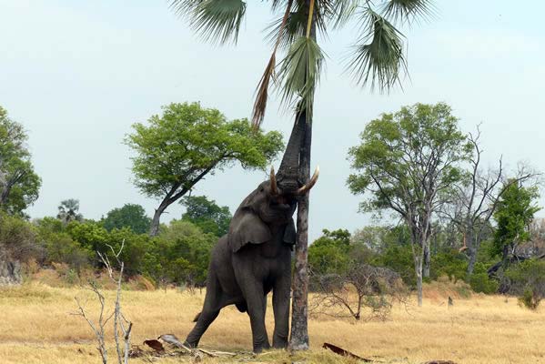 A large African elephant reaching a palm tree with its trunk.