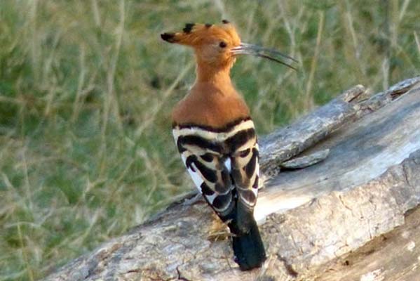 An African Hoopoe with a spotted back and rust-red head and neck.