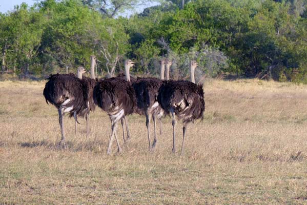 A flock or herd of several ostriches on the African savanna.