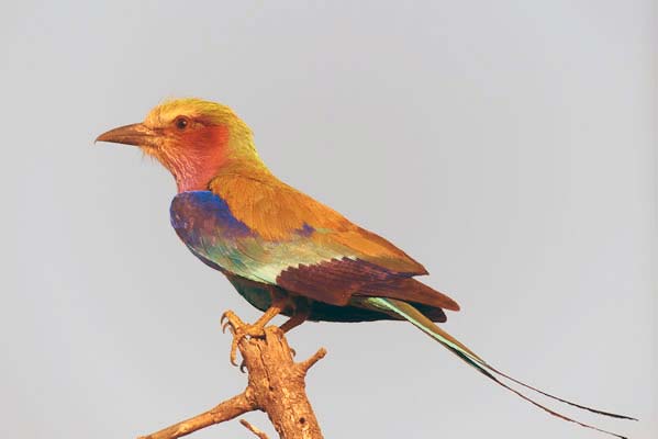 A lilac breasted Roller sitting on a tree branch.