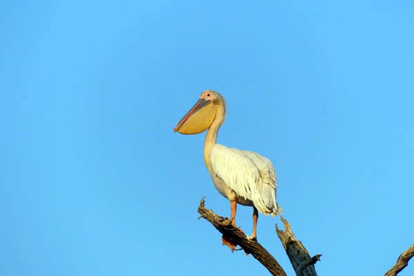 A white and golden pelican standing on a broken tree limb.