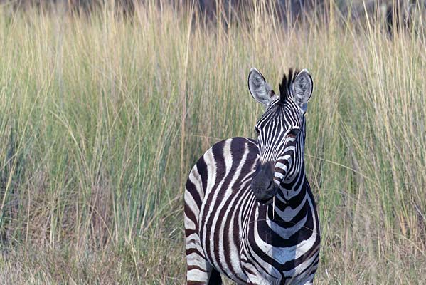 A closeup of an African zebra on the savanna.