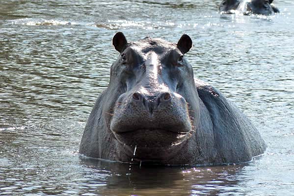 A large hippopotamus swimming in the water.