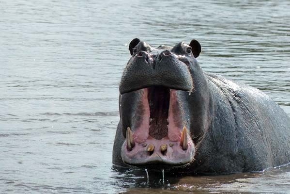 A large hippopotamus in the water with its mouth open.